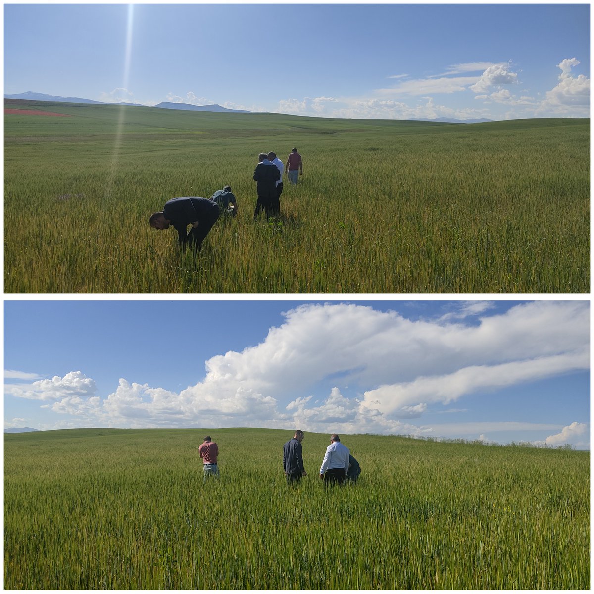 İlçe müdürlüğümüz teknik personelince saha kontrolü yapılarak bitki hastalık ve zararlıları ile mücadele hakkında  çiftçilerimiz bilgilendirildi.

Bulanık İlçe Tarım ve Orman Müdürlüğü <a href="/ibrahimyumakli/">İbrahim Yumaklı</a>  <a href="/TCTarim/">T.C. Tarım ve Orman Bakanlığı</a> <a href="/mnsmr72/">Mehmet GÜN</a>