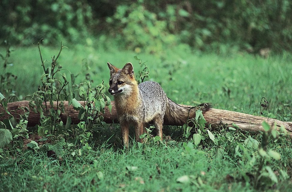 #WhatIlearnedinWR60 🦊🌲 One of the most eye-opening things I learned about foxes is how adaptable they are, yet they face serious threats like habitat loss and hunting. Protecting their environment is crucial for their survival.