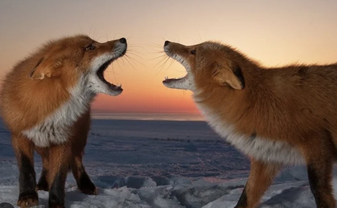 #WhatIlearnedinWR60 While studying foxes, I discovered they use over 40 different vocal sounds to communicate! Their social structure is complex and fascinating. 
Next time I hear any fox sounds, I'll wonder what they are trying to communicate 🦊👂