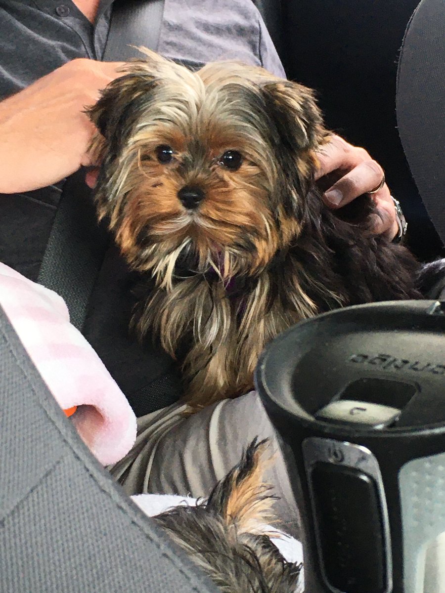 JamesDoesThing's tweet image. #HiyoriLive My doggo to be drawn plz