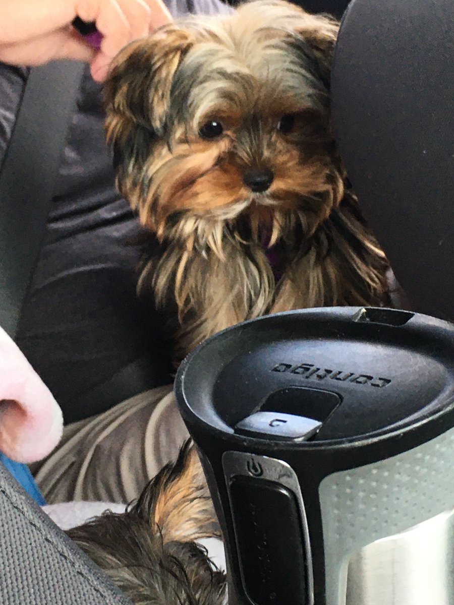 JamesDoesThing's tweet image. #HiyoriLive My doggo to be drawn plz