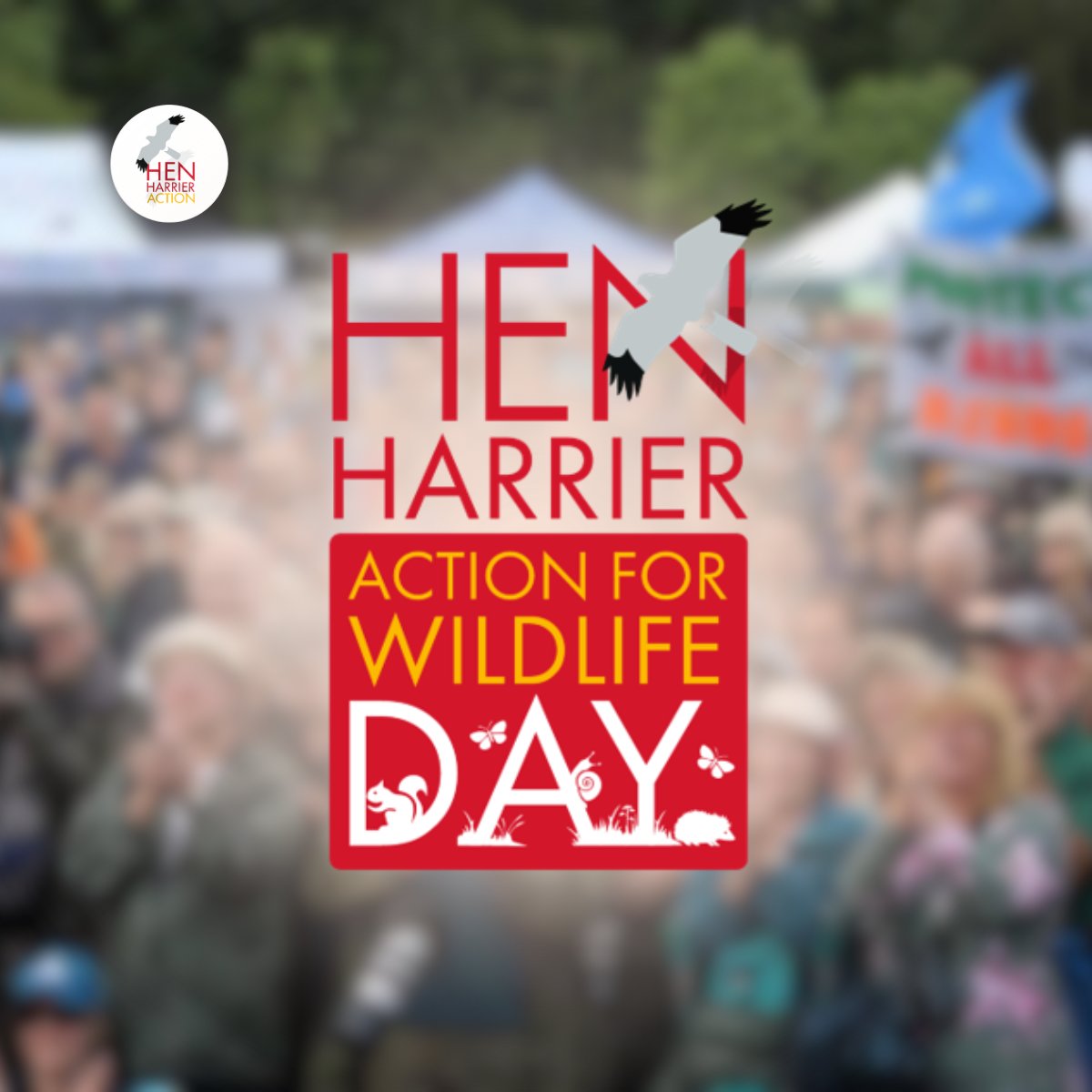 Hen Harrier Action tweet media