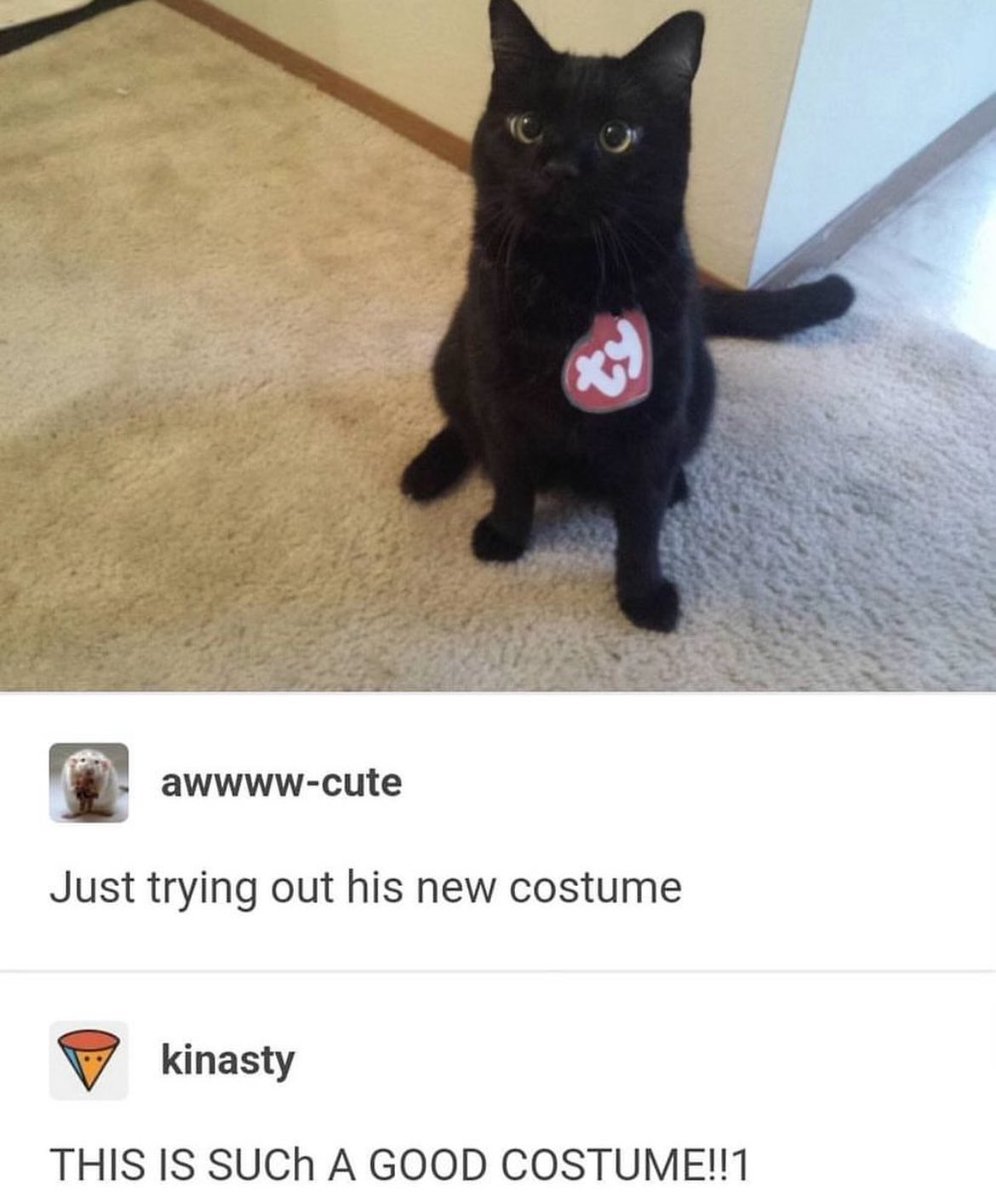 cats who share one braincell tweet media