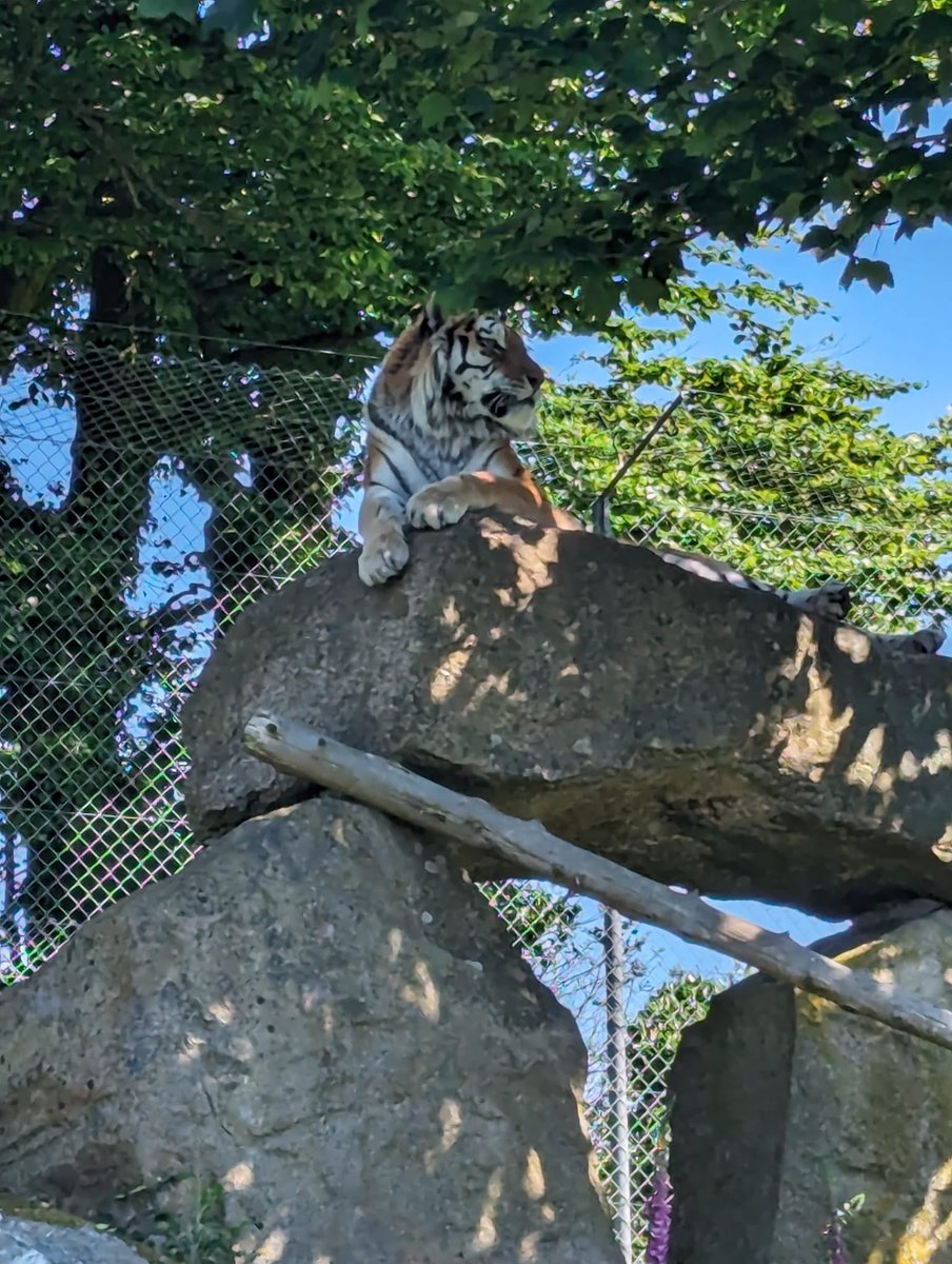 Our Brownie had a great time <a href="/GirlguidingSWE/">Girlguiding SWE</a> Night with the Tigers on the weekend.
They saw lots of amazing animals, made enrichment activities for the meerkats, observed animal behaviour and explored the zoo at night! 🐅🐆🦉🦓🦦
<a href="/girlguiding/">Girlguiding</a> <a href="/GirlguidingBSG/">Girlguiding BSG</a> <a href="/GGFromeValley/">Girlguiding Frome Valley division</a>