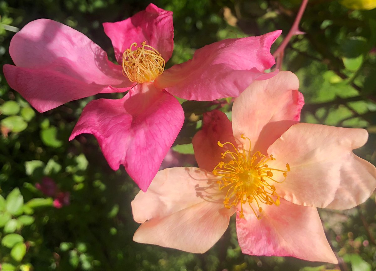 2AimeePhillips's tweet photo. Good morning Beautiful People🥰
Wonderful Wednesday to you all, have a beautiful day and share those amazing smiles.
What simple things make you happy, today?

 #Weather #naturewalk  #StormHour @ThePhotoHour #Nature #Gardener #GardensHour #wildflowers #GardeningX #RoseWednesday https://t.co/EkgUNmPmfN