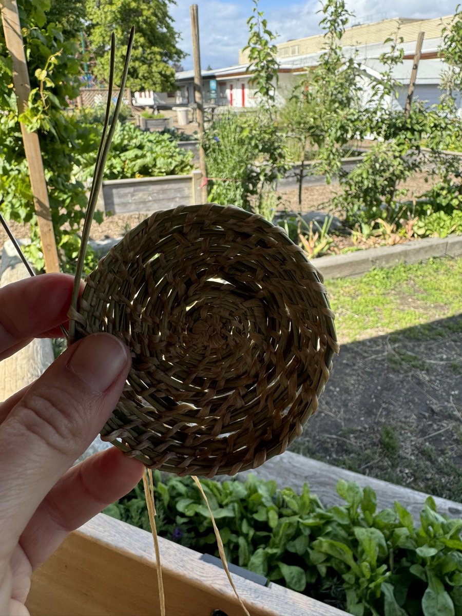 Roomtoplay's tweet image. A beautiful afternoon to gather &amp;amp; learn how to weave a basket from locally sourced pine needles 💚 @msphillpotts generously shared the knowledge gifted to her with our Richmond Environmental Educators (a local chapter of @EEPSA) in the fabulous @homma_school gazebo. #sd38learn