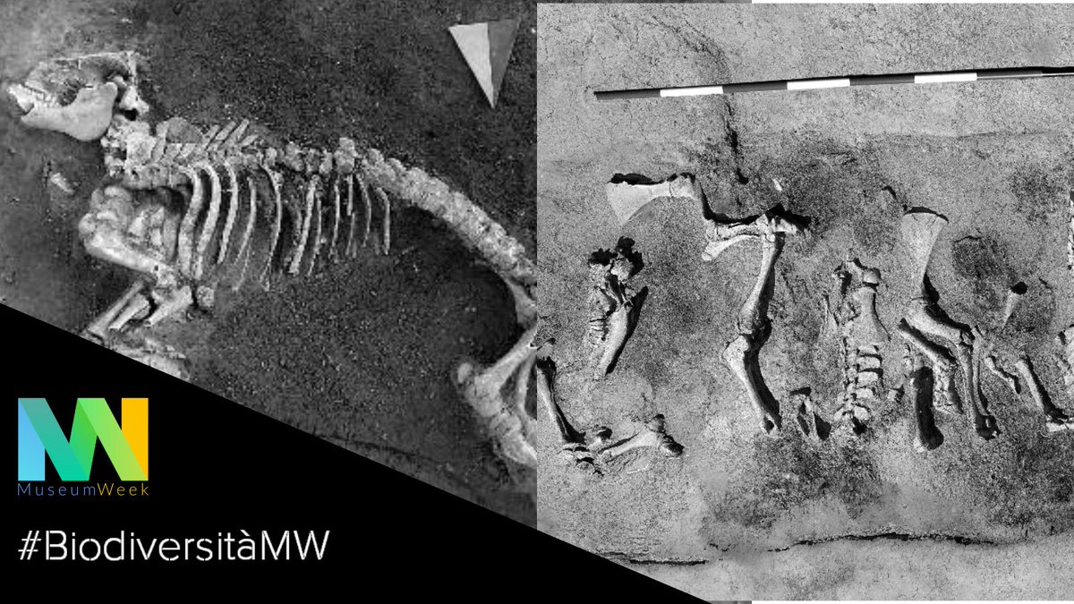 La biodiversità può essere definita come la ricchezza di vita sulla terra.

Nelle immagini scheletri di un suino e di un bovino da "Lu Battente" ad Ascoli Piceno, IV-III sec. a.C.

#MuseumWeek2024 #MW2024 #BiodiversityMW #BiodiversitàMW