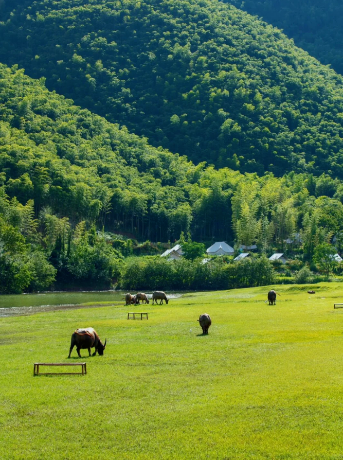 NingboFocus1's tweet photo. Recently, the TV series "#MyAltay" has become popular. The romantic mountain flowers and vast grasslands in the play have cured countless audiences. Not only in the Xinjiang, Zhejiang also has its own "Altay". [cr. Zhejiang Release] 🐂🐐🐎 https://t.co/HdYORf21DG