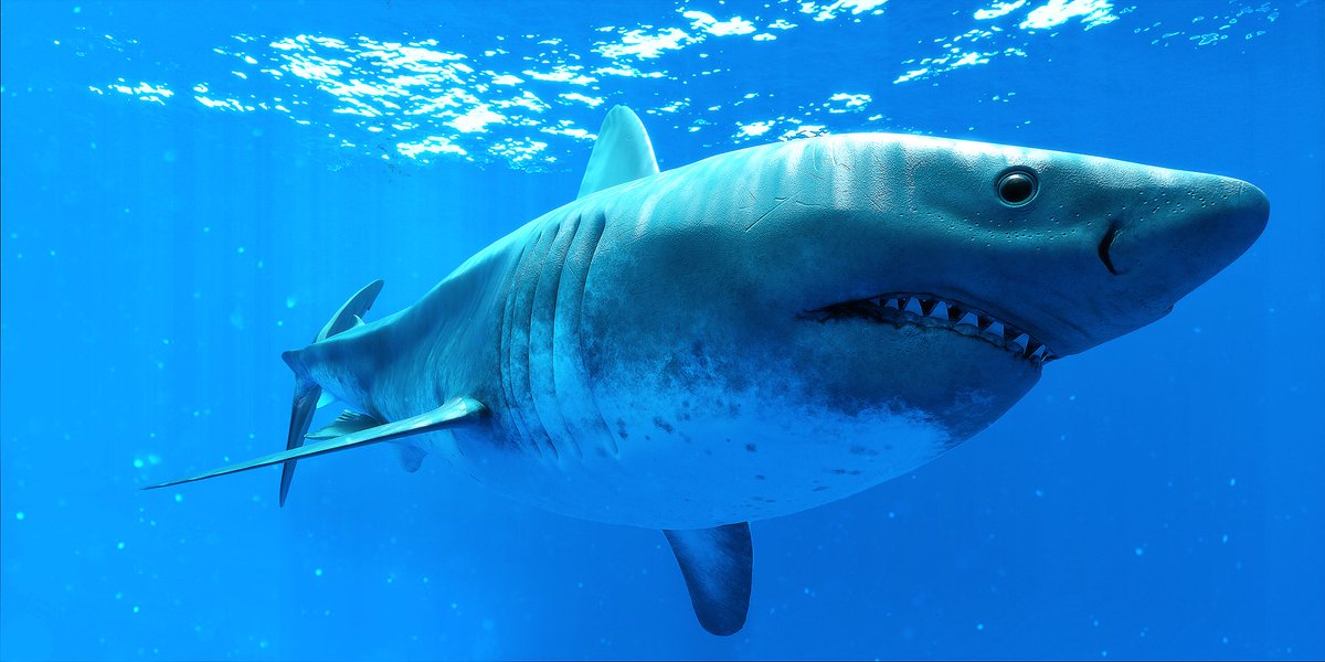 Sharking Around tweet media