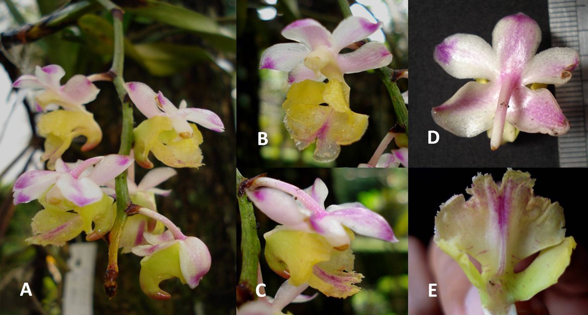 Edinburgh Journal of Botany (@ejbotany) on Twitter photo A beautiful critically endangered new species of #Aerides #Orchidaceae endemic to #Sulawesi, #Indonesia published in #OpenAccess <a href="/EJBotany/">Edinburgh Journal of Botany</a> by <a href="/DestarioM/">Dr.Destario Metusala</a> <a href="/brin_indonesia/">BRIN Indonesia</a>: rbge.cc/3Vtc5Rd A beautiful critically endangered new species of #Aerides #Orchidaceae endemic to #Sulawesi, #Indonesia published in #OpenAccess <a href="/EJBotany/">Edinburgh Journal of Botany</a> by <a href="/DestarioM/">Dr.Destario Metusala</a> <a href="/brin_indonesia/">BRIN Indonesia</a>: rbge.cc/3Vtc5Rd