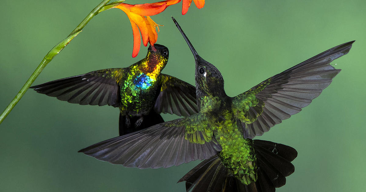 andytorc's tweet image. Leks?! Apparently hummingbirds partake in communal breeding groups called leks in order to find the perfect mating partner! #WhatIlearnedinWR60