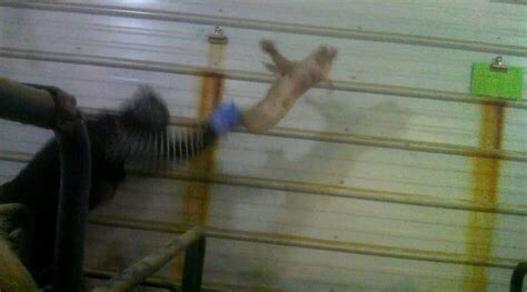 Son_of_Space's tweet image. Our descendants will look back on photos like this &amp;amp; bow their heads in shame that humans could ever even think up such actions, let alone sink to such putrid depths of perverse depravity to enact or pay for such abominations on a mass scale.

#Evolve 
#EndSpeciesism 
#BeVegan