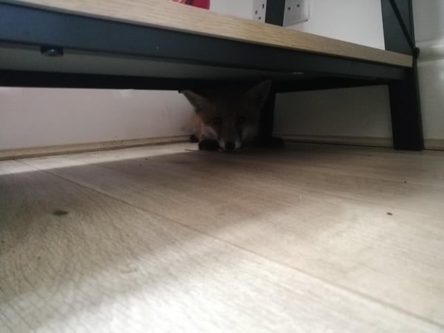 Superpetltd's tweet image. 🐾😲 A cat owner was startled to find a baby fox in her living room! The little visitor has been safely rescued by wildlife experts. Read the full story here: [ow.ly/po1L50RG0r5] #PetStories #WildlifeRescue #Superpet
