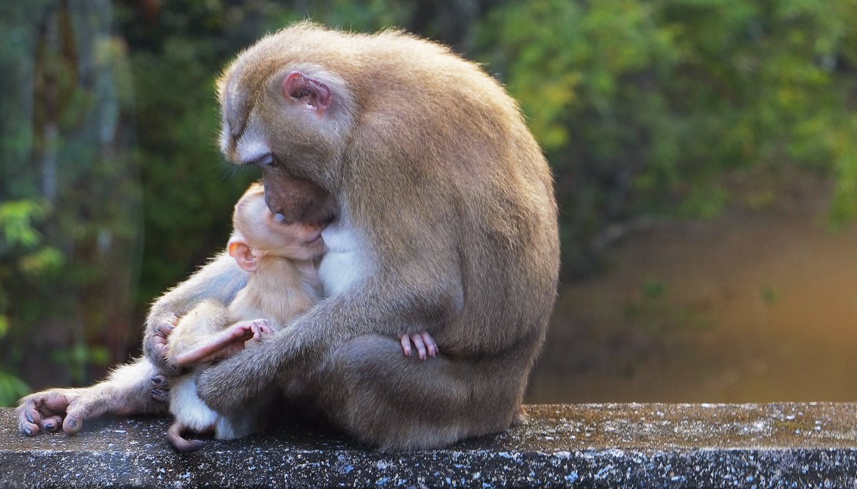 andytorc's tweet image. I was shocked to learn about all the animals that show signs of grieving like monkeys and crows. Quote from TIME article: “They form relationships [...] which means that at some point they must experience the end of them.” (55) #WhatIlearnedinWR60
