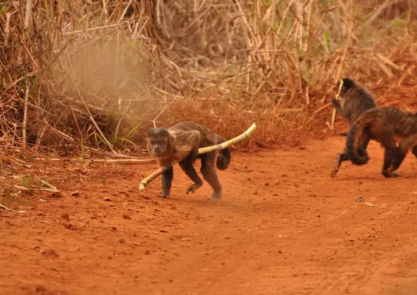sugarboredape's tweet photo. @NotWilmarSugar @1Suga_Bear @SugarWilmar @HedgeSugar It has been reported that some Apes are stealing and hiding cane to build a "Millesime 2024" inventory (exceptional atr levels, very good soil moisture) that should be out for the 2031/32 season 🐒🙉 https://t.co/EMkEW7xNuR