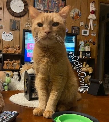 Good morning, friends! 😺👋 Guess what my supremely graceful and talented mom did...she broke a toe (and possibly a small bone in her foot). I can't take her anywhere. Anyone else have such a coordinated hoom? 😸