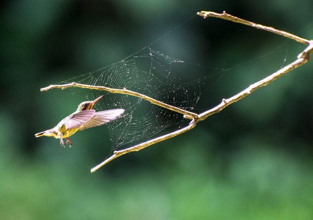 andytorc's tweet image. A fact that will stick with me is that hummingbirds can get stuck on spiderwebs which can lead to their deaths. #WhatIlearnedinWR60