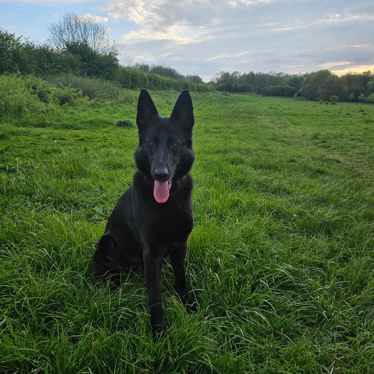 GMPDogs's tweet photo. Fresh off her course Luna has been in action, building her experience.
Last night that ground work paid off, a business break was reported- PD Luna tracked from the break locating stolen items, then the icing on the cake - locating the suspect .
A fantastic start by Team Luna 🙌 https://t.co/LPi46F4v8A