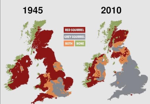 This is the impact north American  grey squirrel has on native red squirrels in UK. Almost obliterated from Wales. Wiped out in most of England. #worldenvironmentday