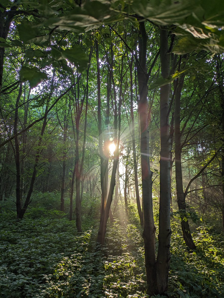 A lovely start today in the forest. #nijmegen #sunrise #naturephoto