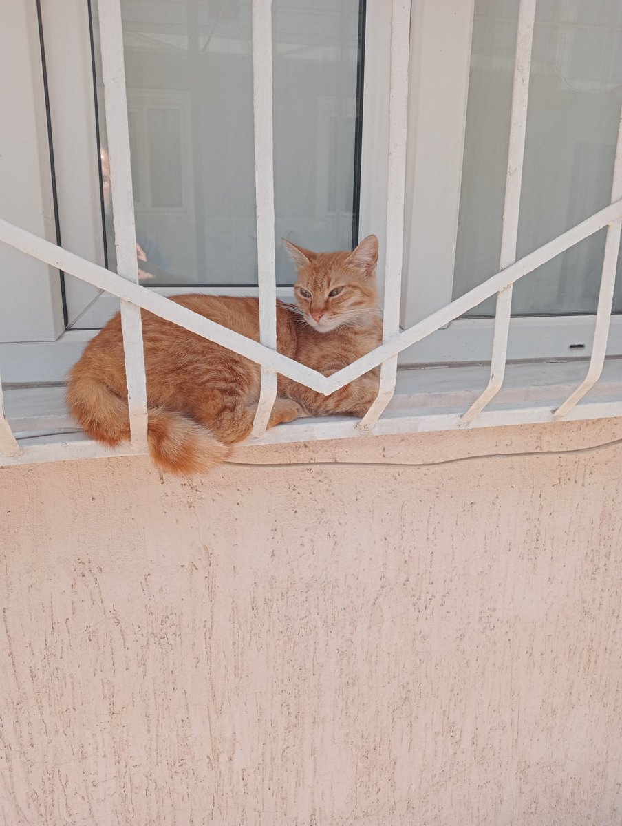 Güzellik 🐱🐱