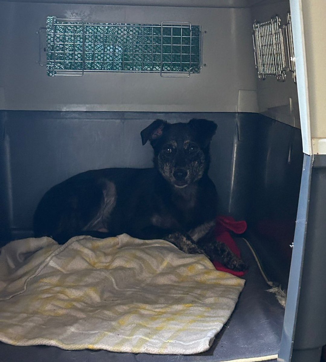 Dogs 4 Rescue tweet media