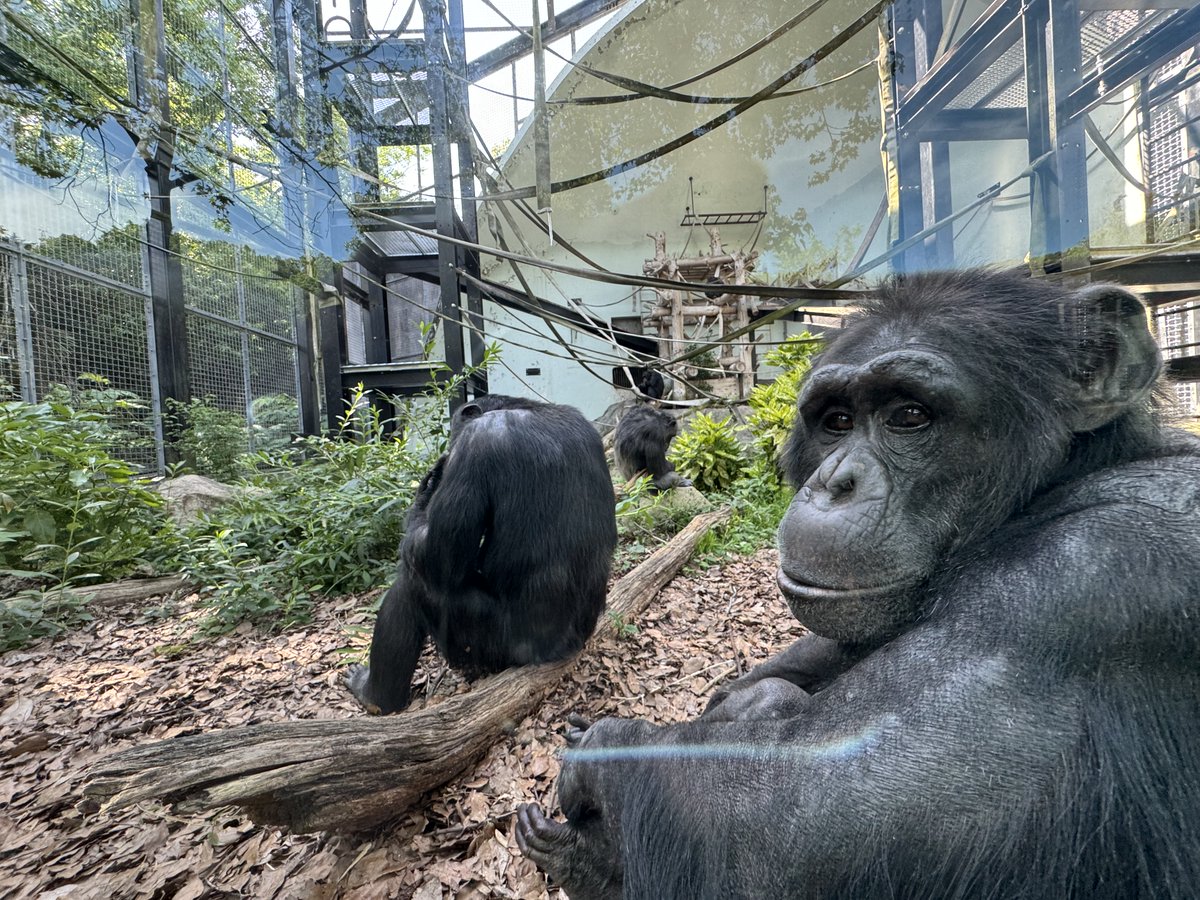 チンパンジーさん　専用 安佐動物公園にいるチンパンジーは全部で5頭です。お昼下がりの