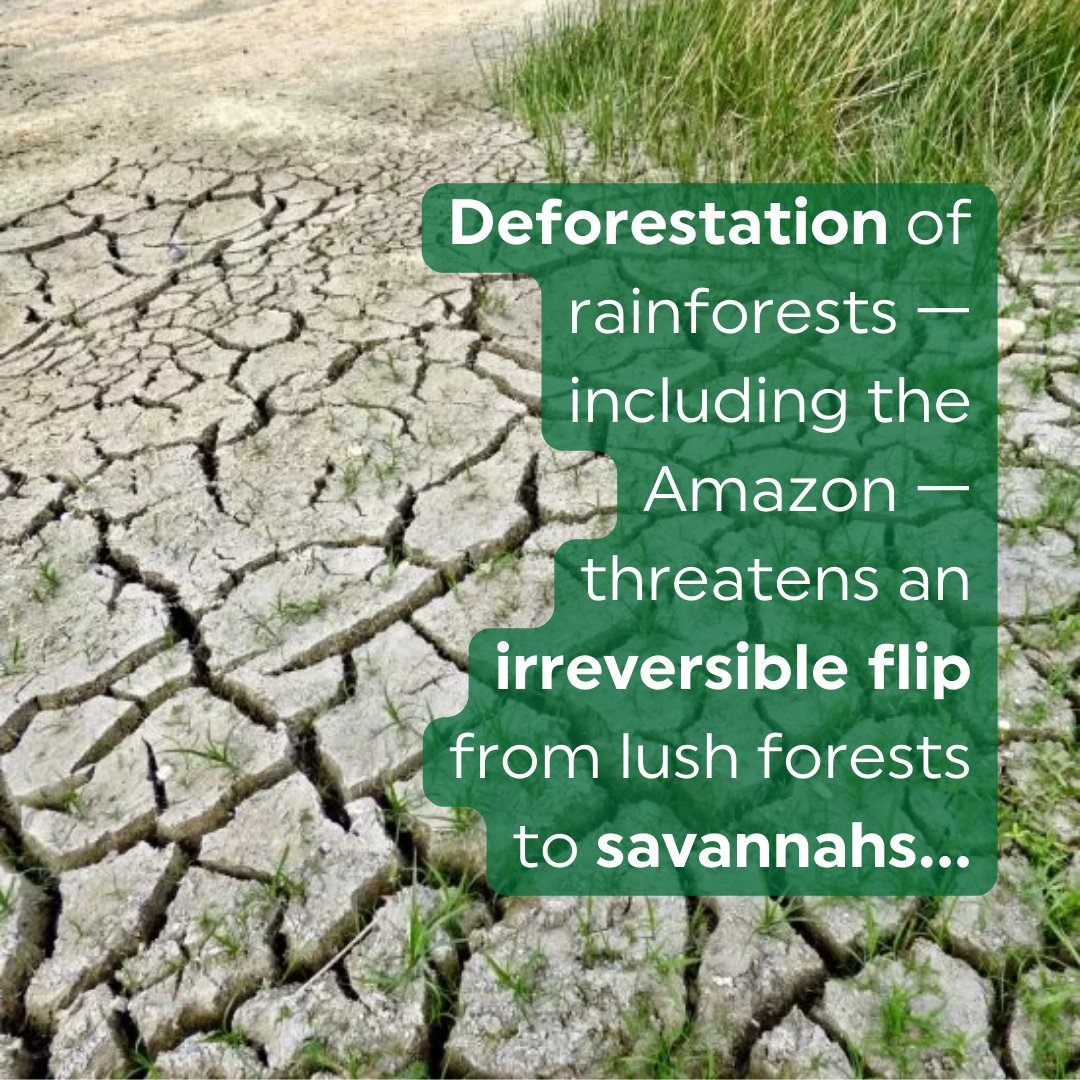 Rainforest Trust UK tweet media