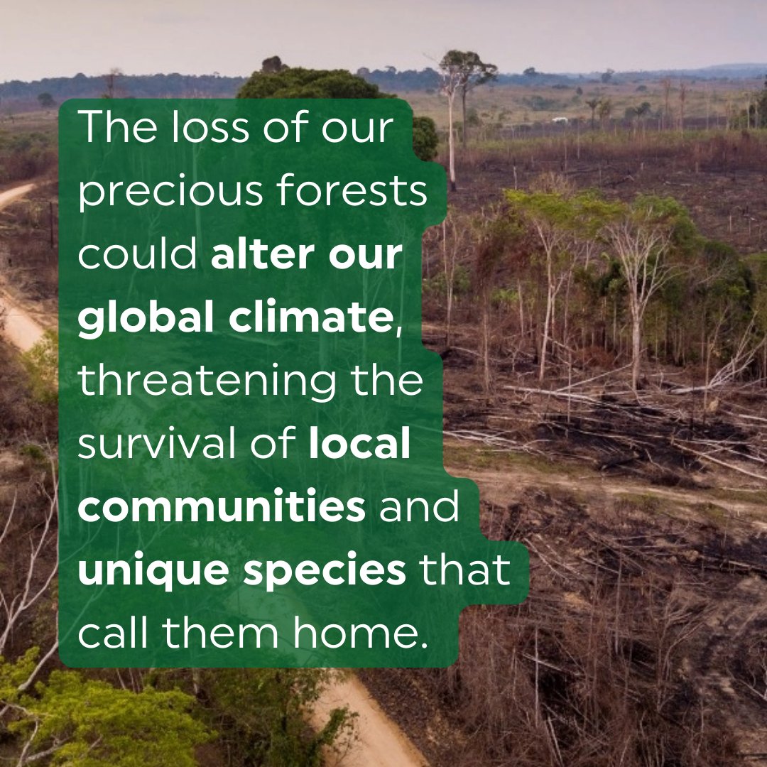Rainforest Trust UK tweet media