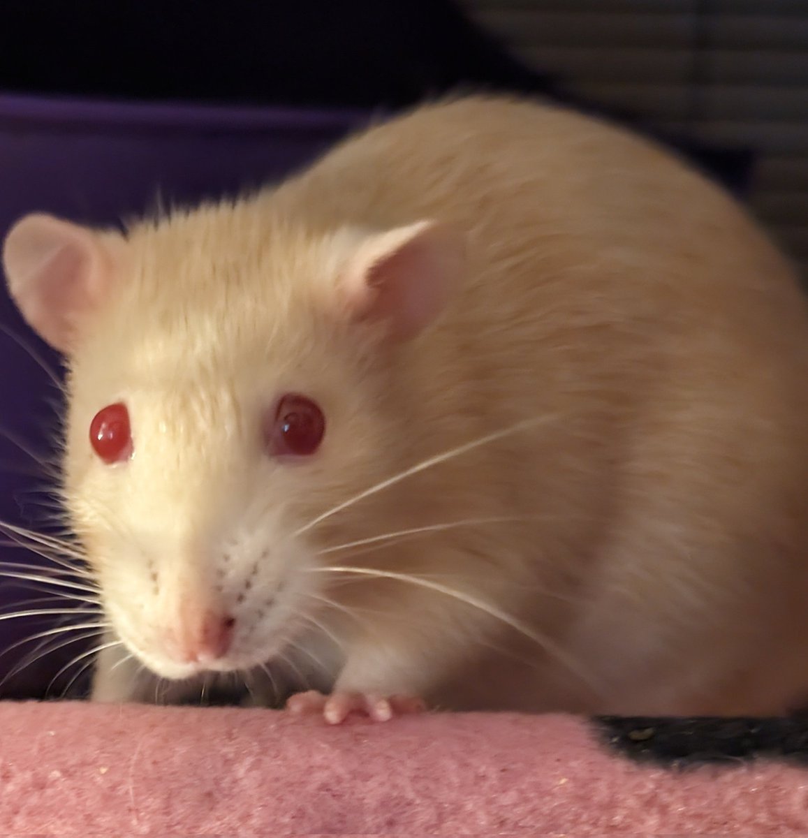 This little lady is Saffron (saffy) she has a vet appointment this morning for a misaligned tooth, wish her luck 🥹❤️🐀