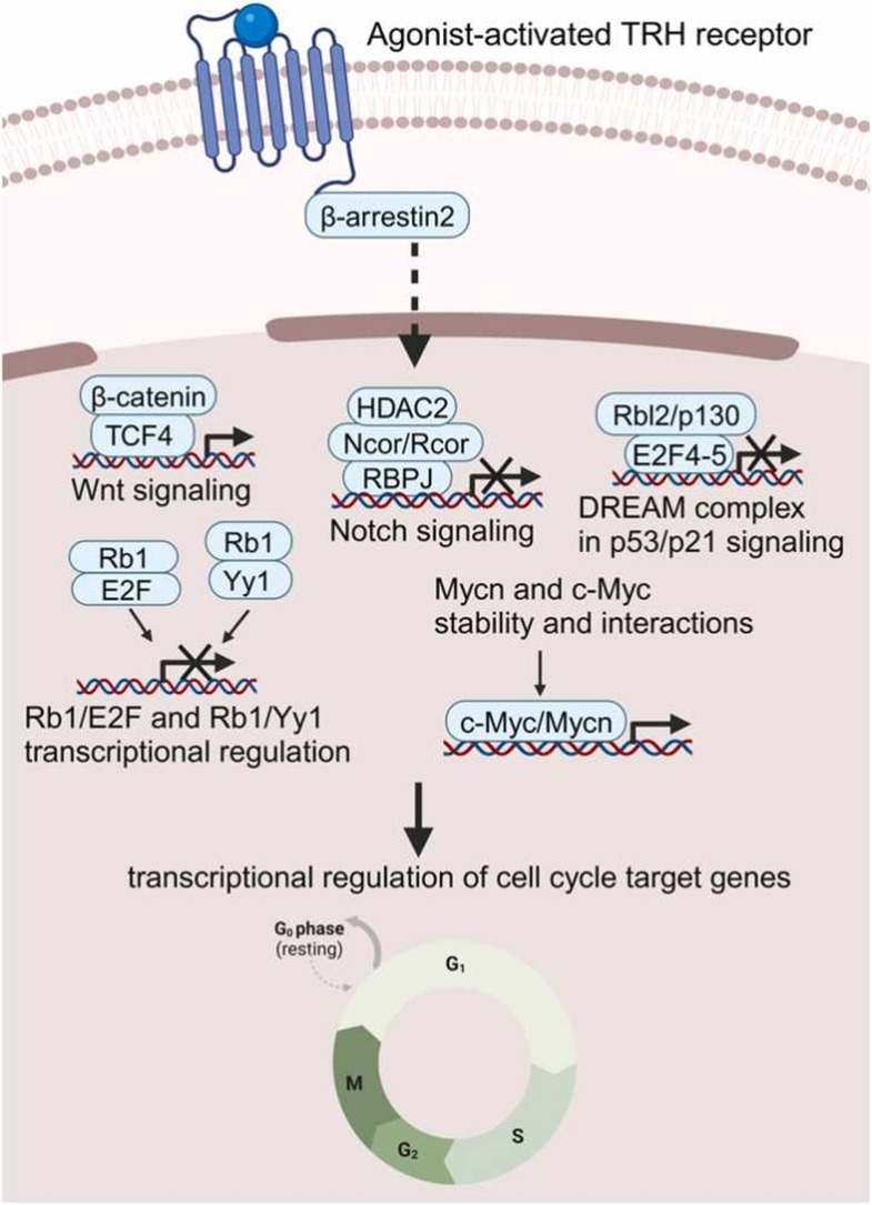 NovotnyLab's tweet photo. Role of TRH receptor activation in gene transcription, identifying key phosphosignaling pathways in GH1 cells, highlighting β-arrestin2's crucial role in TRH-R signal transduction by @ZDrastichova from @NovotnyLab.
➡️https://t.co/dUlV6fiZqy
#neuroscience #TRHreceptor #taltirelin https://t.co/Y8dKhCOjTZ