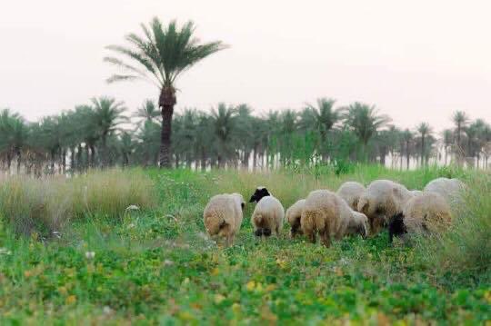 قطيع من الخرفان الاخونجية.