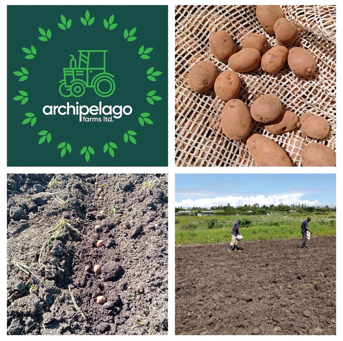 At Archipelago Farms, our Unica potato planting showed the importance of proper spacing. 📏 150kg of seeds almost covered 1/2 acre, not 1/5! Using tractors and ribbons for accurate planting now. 🚜 More on our Medium blog. #FarmLife #PlantSpacing #FarmingTips #GrowYourOwnFood
