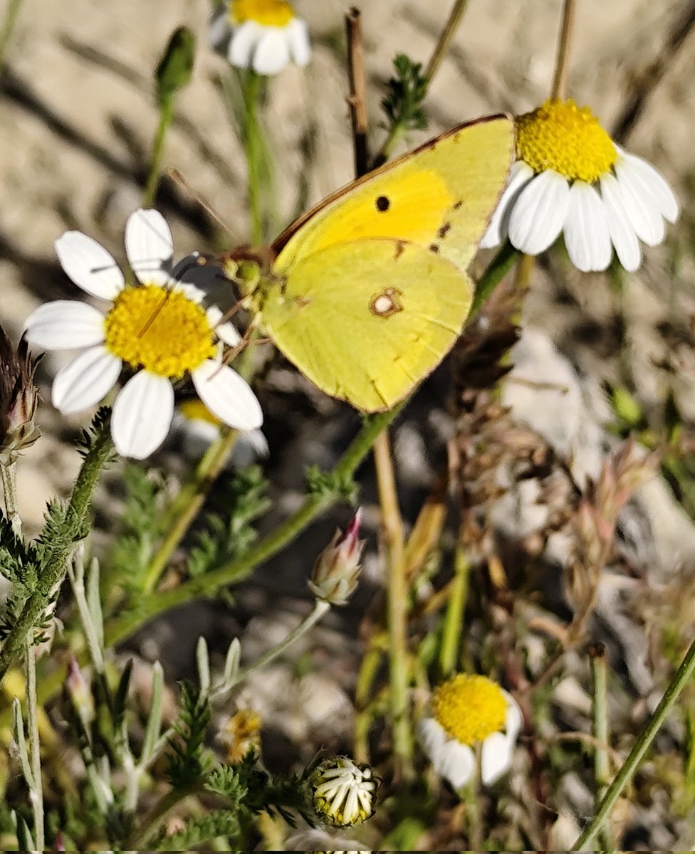 Converdete's tweet photo. La Colia anaranjada o amarillo nublado del Danubio (Colias myrmidone) es una #mariposa presente en gran parte de Europa https://t.co/rPeD74kc4A
