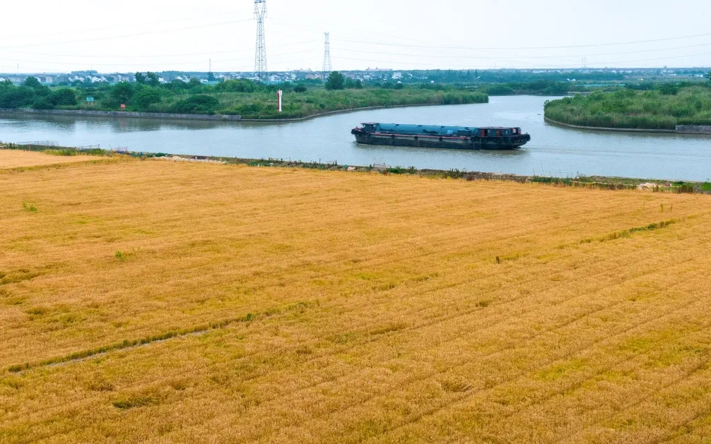SuzhouWuzhong's tweet image. Grain in Ear🌾🍚, the 9th solar term of the year, begins on June 5. It signifies the ripening of crops such as barley and wheat, marking the start of a busy period for farmers in #Suzhou&apos;s #Wuzhong district. #24SolarTerms