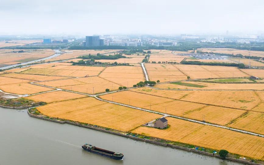 SuzhouWuzhong's tweet image. Grain in Ear🌾🍚, the 9th solar term of the year, begins on June 5. It signifies the ripening of crops such as barley and wheat, marking the start of a busy period for farmers in #Suzhou&apos;s #Wuzhong district. #24SolarTerms