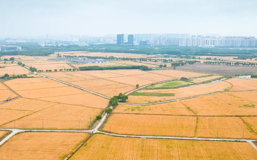 SuzhouWuzhong's tweet image. Grain in Ear🌾🍚, the 9th solar term of the year, begins on June 5. It signifies the ripening of crops such as barley and wheat, marking the start of a busy period for farmers in #Suzhou&apos;s #Wuzhong district. #24SolarTerms