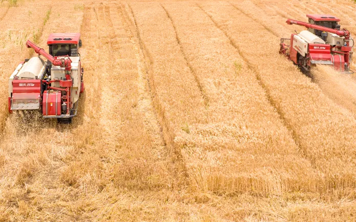 SuzhouWuzhong's tweet image. Grain in Ear🌾🍚, the 9th solar term of the year, begins on June 5. It signifies the ripening of crops such as barley and wheat, marking the start of a busy period for farmers in #Suzhou&apos;s #Wuzhong district. #24SolarTerms