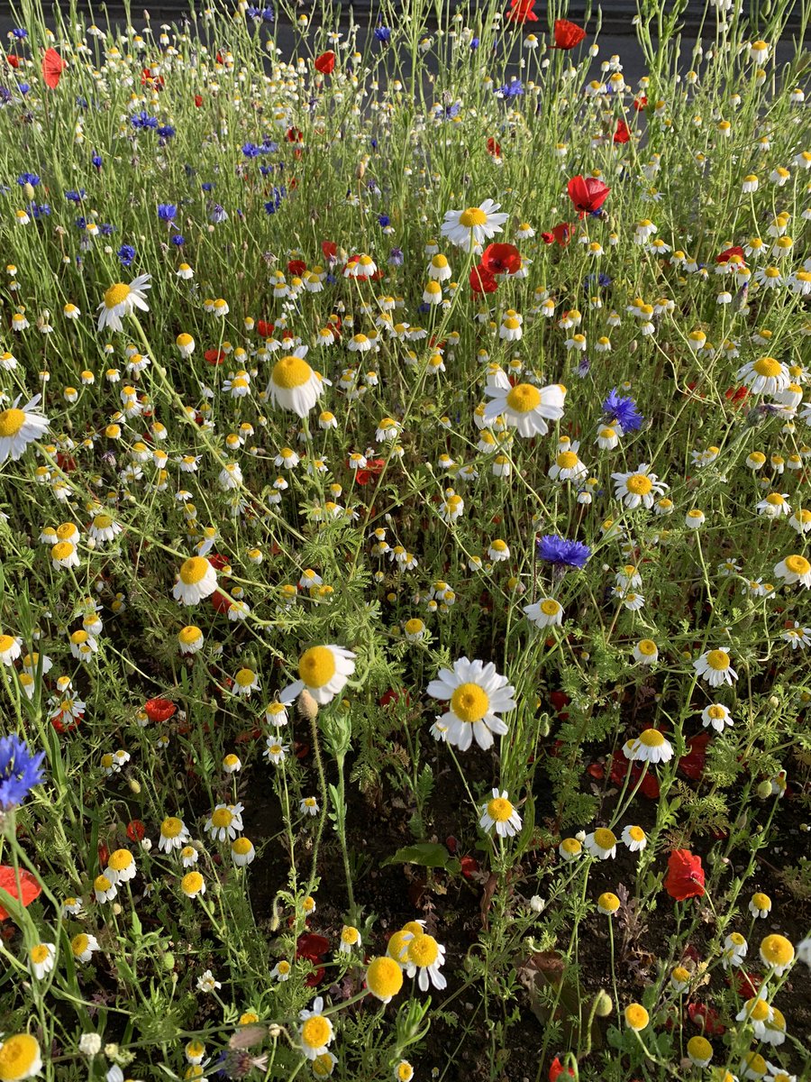 Lovely start to the day whe I stepped off <a href="/WMmetro/">West Midlands Metro</a> at Edgbaston Village to be greeted by poppies, daisies &amp; cornflowers  in the heart of the city <a href="/BCUHELS/">BCU HELS</a>