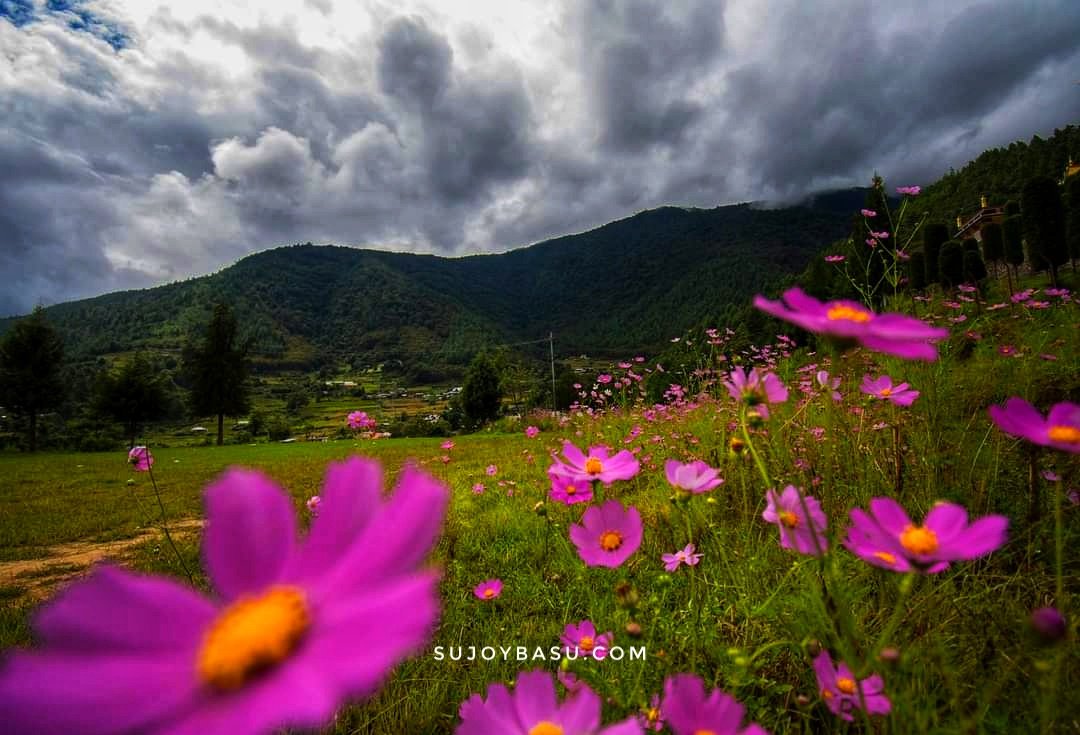 SKY DEVELOPMENT tweet media