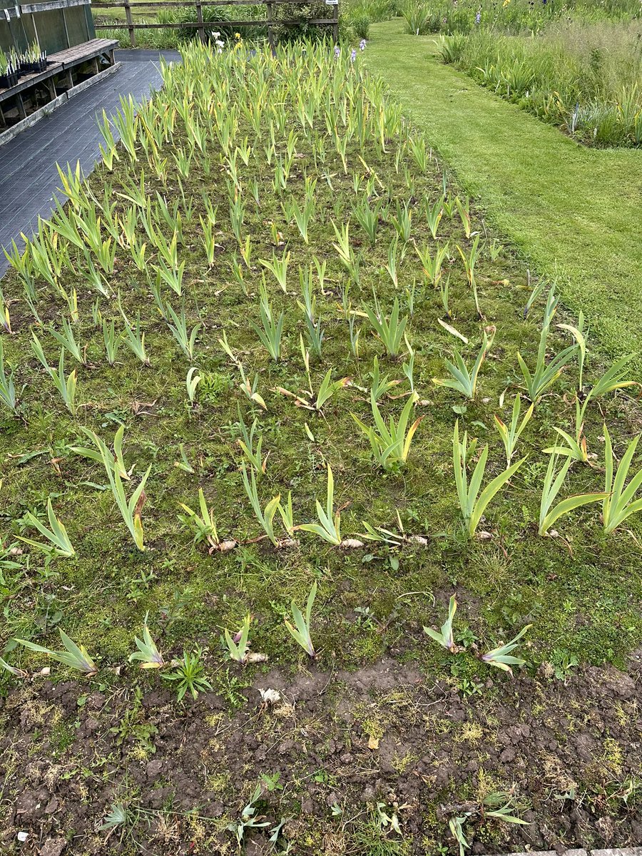 IrisesSeagate's tweet photo. Letting the light back into the base of the plants at this time of year along with deadheading is the task between the nursery work at the moment! This helps to let the plants dry out which this year is more important than normal! #weeding #irises #letthelightin #deadheading https://t.co/8FuqCsLtOY
