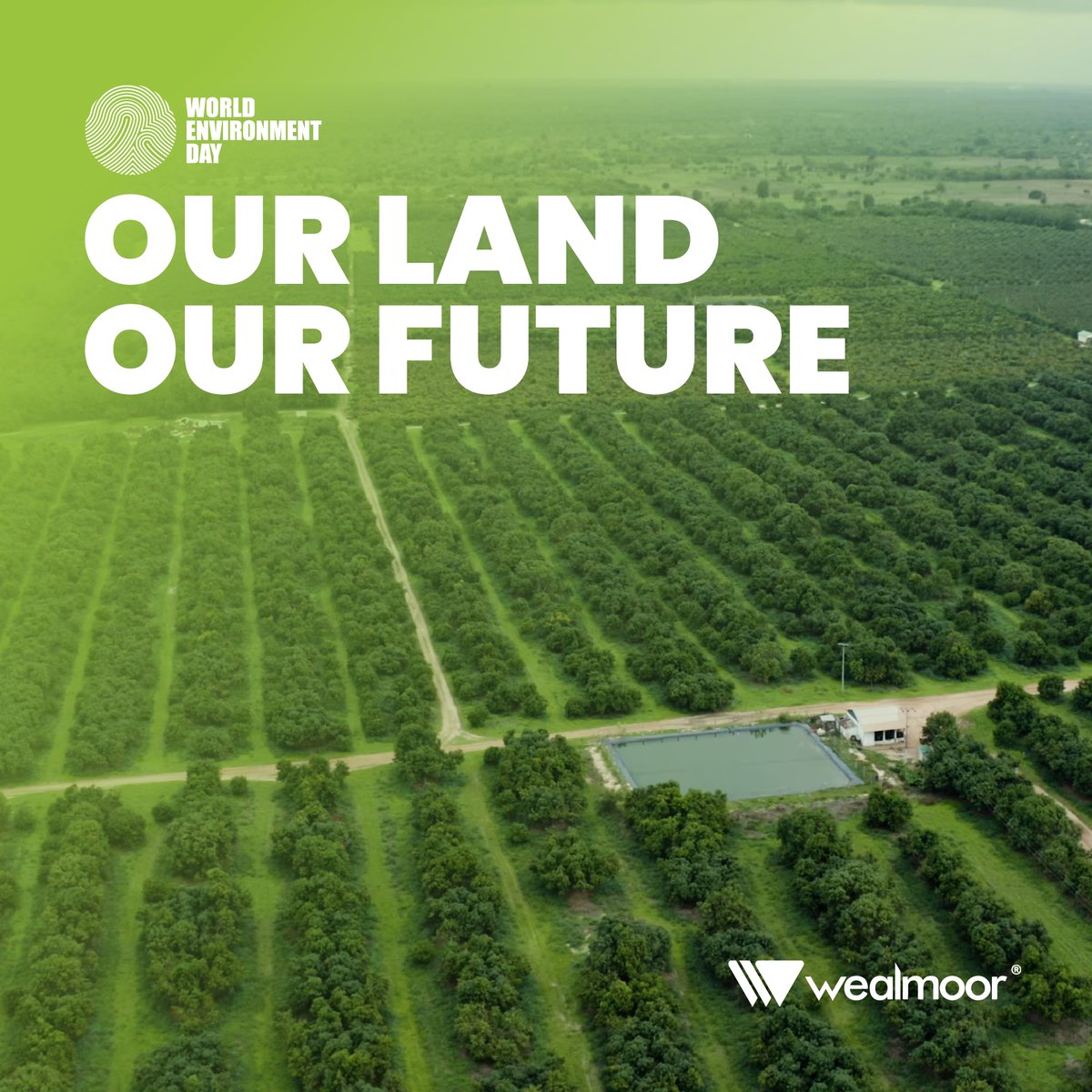 Wealmoor tweet media