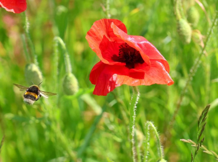 Claire Andrews shared this beautiful poppy and bee photo on our Nature Table. To have a bee-friendly garden, plant so you have flowers from March-October. #30DaysWild