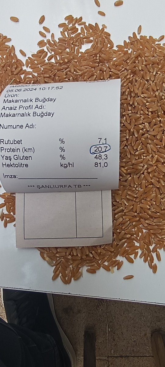 Protein patlaması