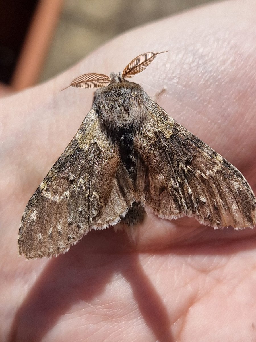 Lovely shot of a Lobster Moth by Rebecca Par, posted on the Nature Table. Great name isn't it? Named after its oddly-shaped caterpillar. The UK has around 2,500 moth species - an amazing diversity of markings, colour, size, pattern etc. #30DaysWild