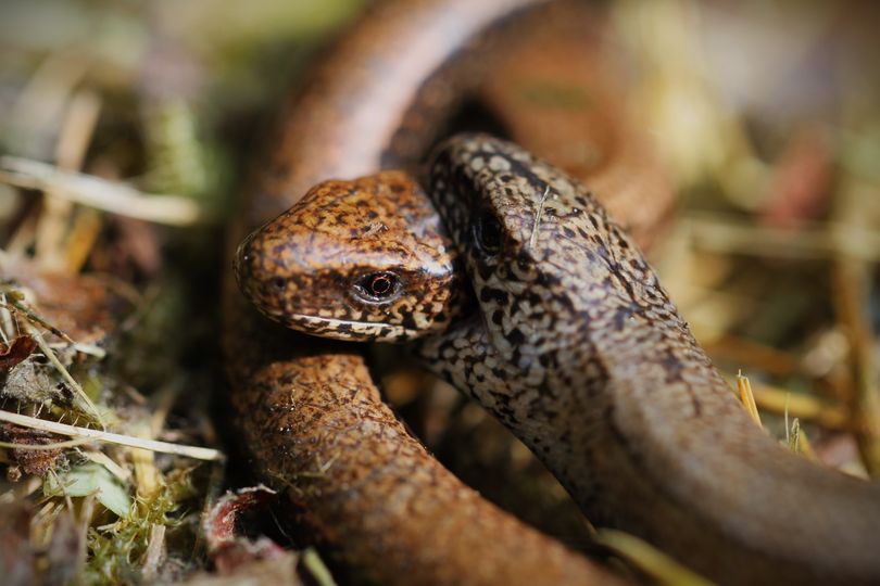 Slow Worm courtship, beautifully captured by Christian Moss & posted on our Nature Table. These guys are neither slow, nor a worm! They are an elongated lizard without any legs. #30DaysWild