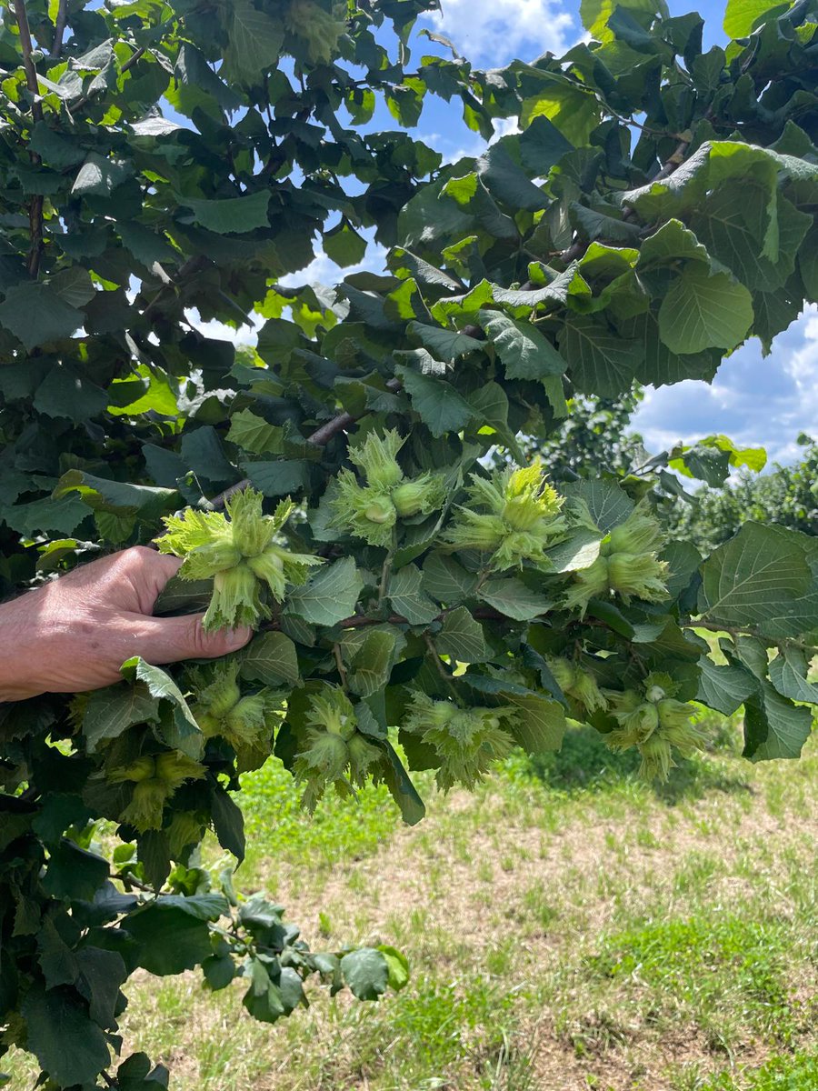 🔬Progetto nocciolo linea 2 miglioramento varietale:
visita nei campi sperimentali dell' Università di Perugia UNIPG.
partecipano le op:
EURONOCCIOLA, ECOLAZIO, COPRONT, CPN Cooperativa Produttori Nocciole, AGRINOLA, ASPROCOR, O.P. AOA