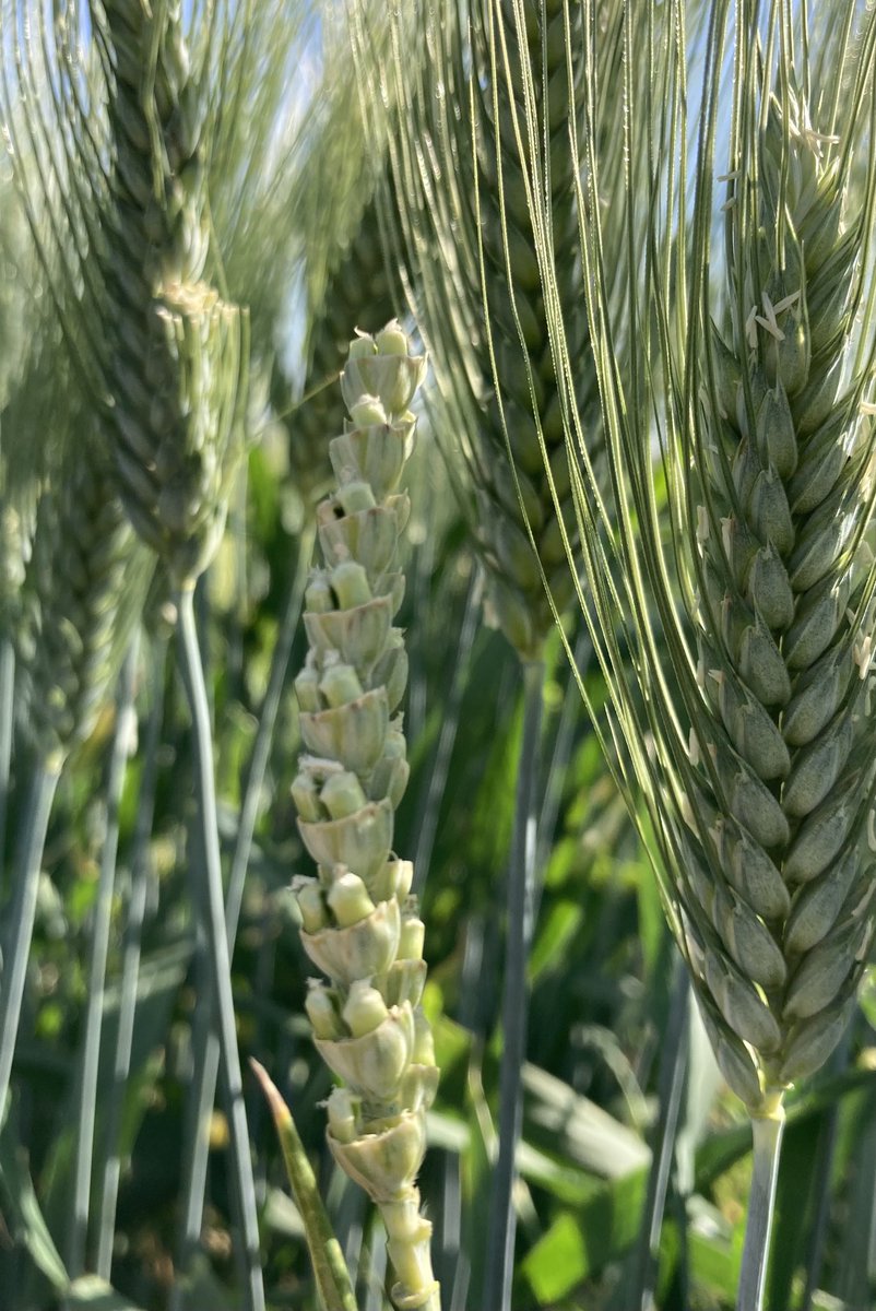 C’est ainsi que tout commence… #croisement #selection #bledur