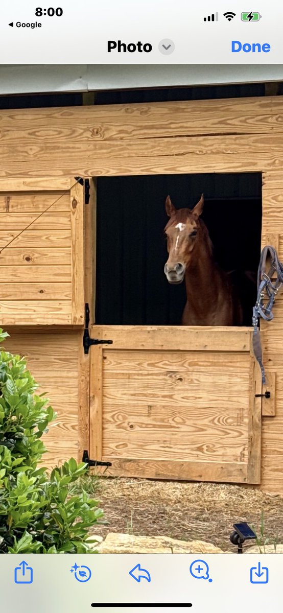 OwlGal71 ☘️🏴 tweet media