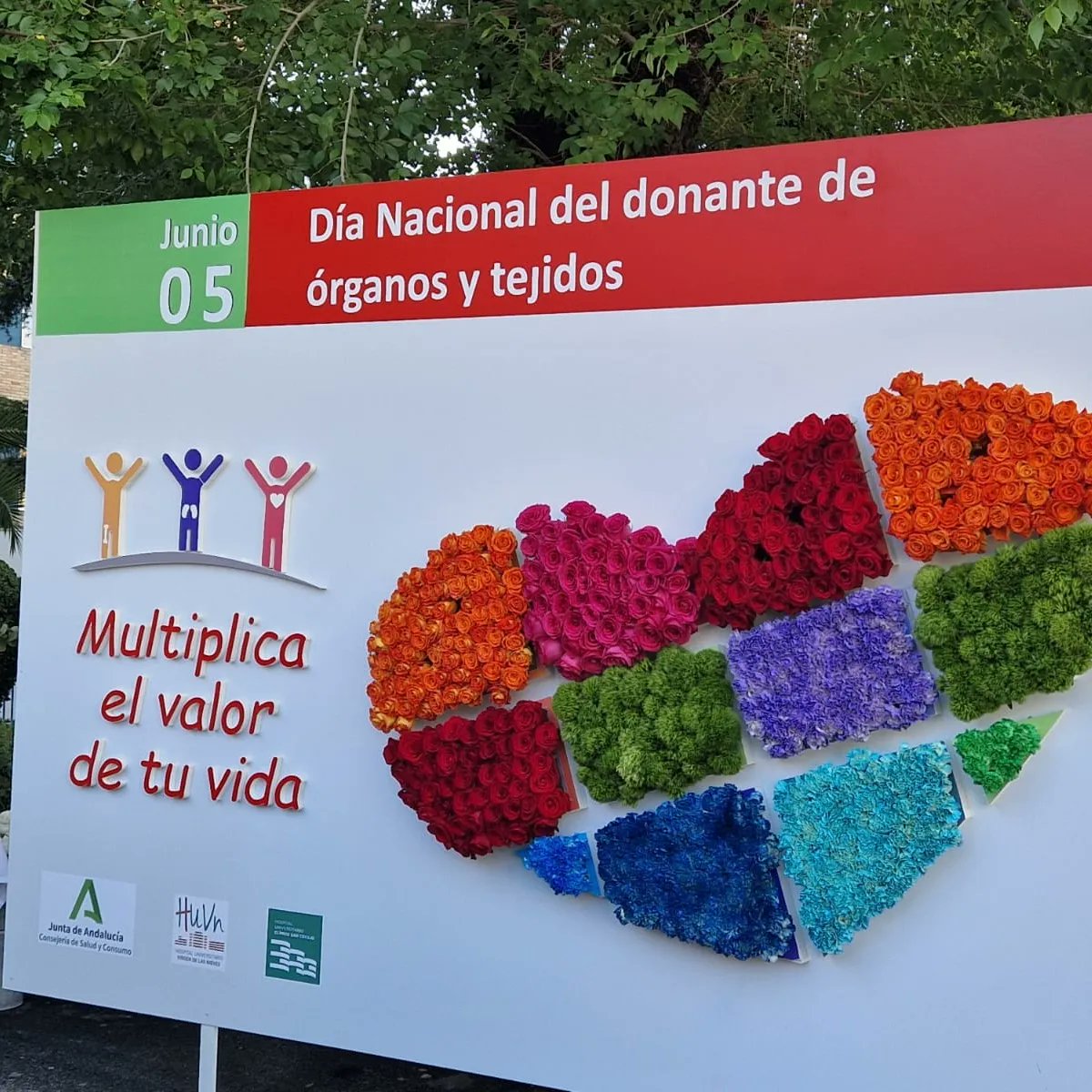 🟠 En el #dianacionaldeldonantedeorganos solo podemos dar las GRACIAS a quienes  se comprometen con la vida.

ℹ️ @saludsurgranada registró 1️⃣5️⃣  donantes en 2023.

📷 Acto organizado por la Coordinación Sectorial de Trasplantes de Granada.

@JuntaGranada
@saludand